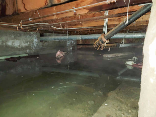 Best Water damage cleanup near me  in Coldwater, MS